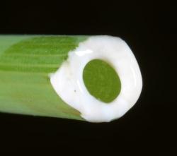 Image: P.B. Heenan © Landcare Research 2014 